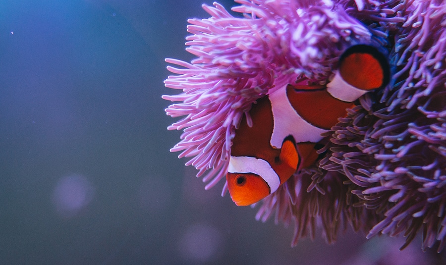 Anemone fish with anemone, Sea anemone and clown fish in marine aquarium.